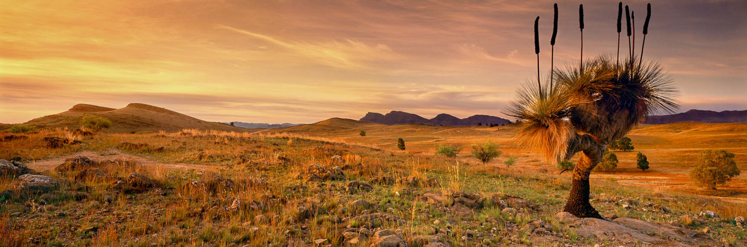 Golden Light, Flinders Ranges, SA