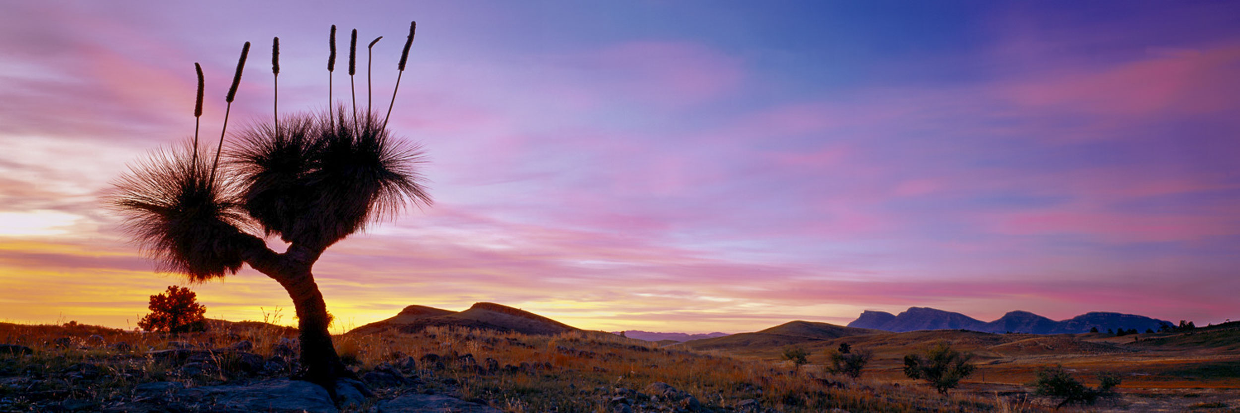 Daybreak Sentinel, Flinders Ranges, SA
