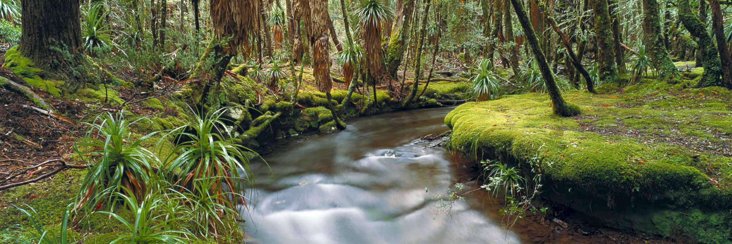 Stream in the Wilderness, Pine Valley, TAS