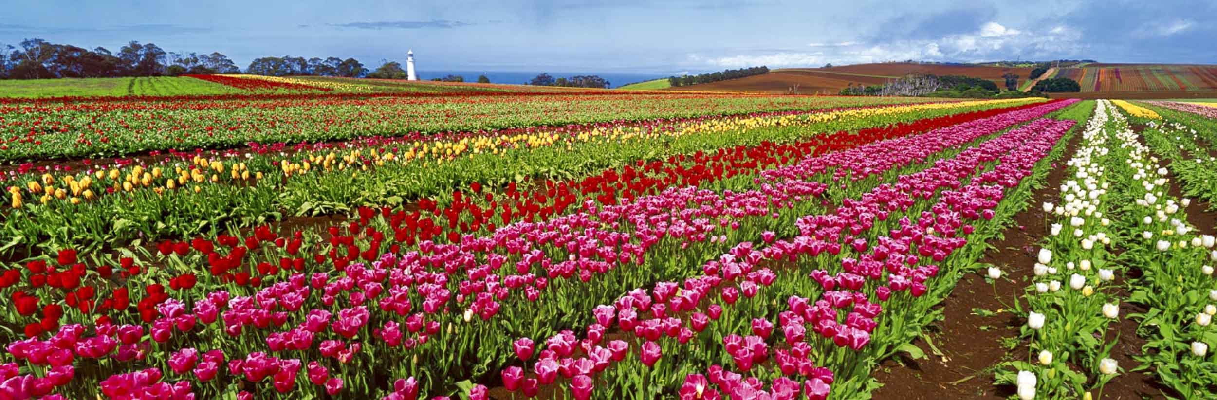 Glory of Spring, TAS