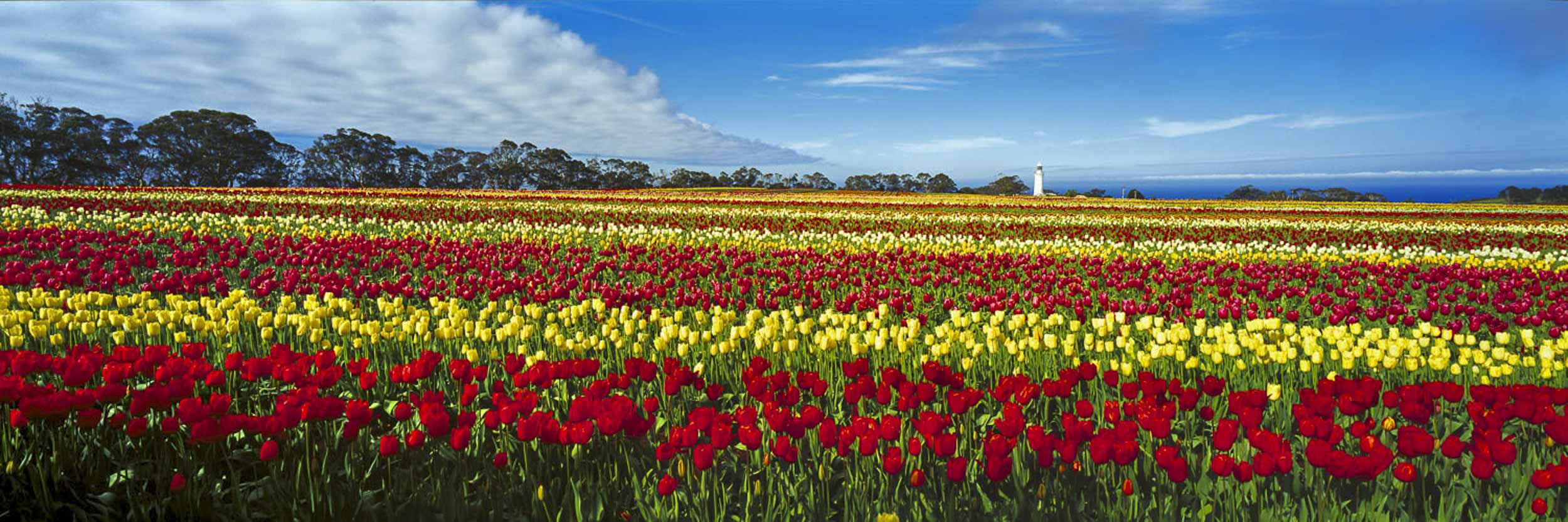 Nature's Palette, TAS