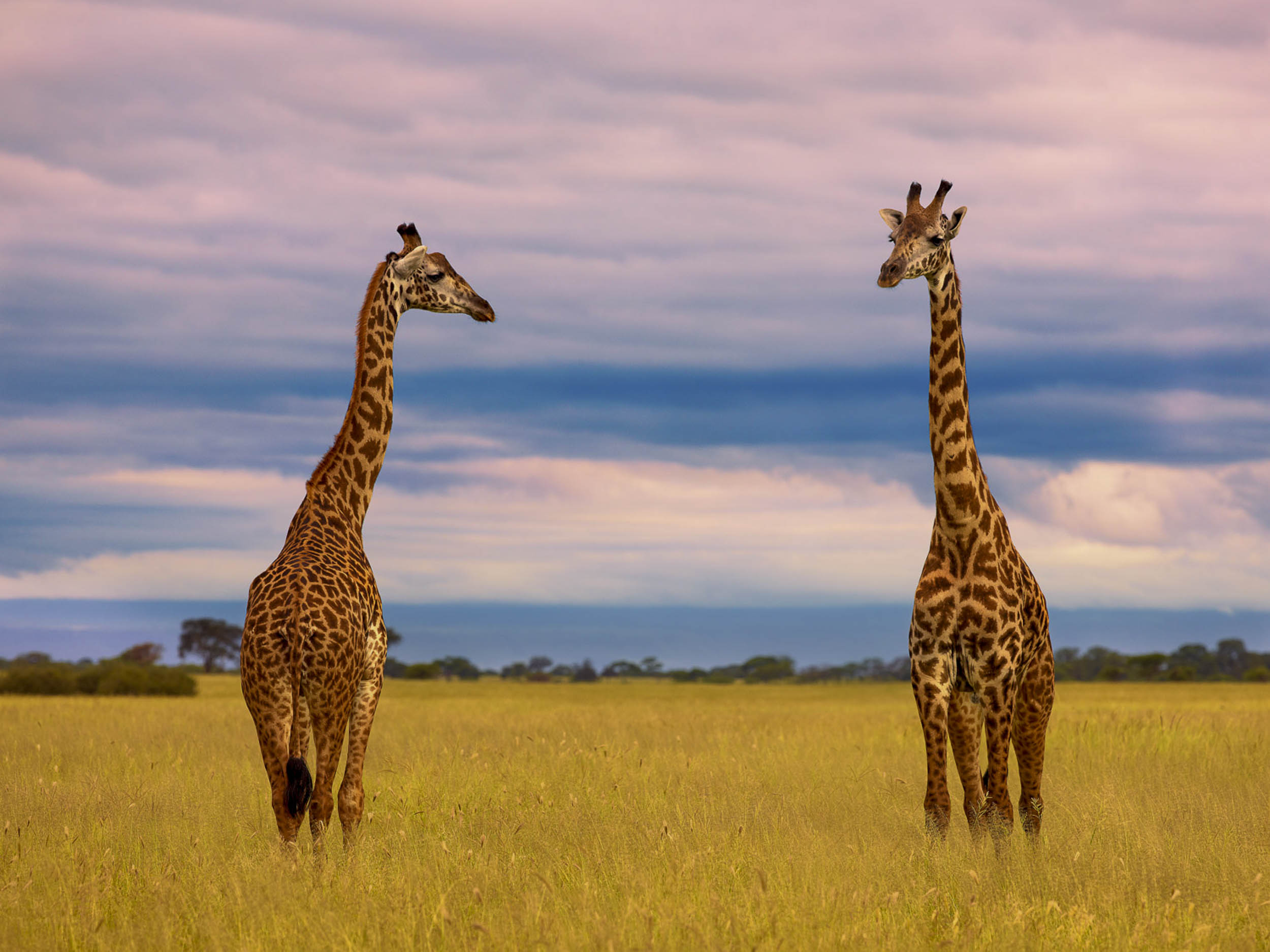 Coming & Going, Africa