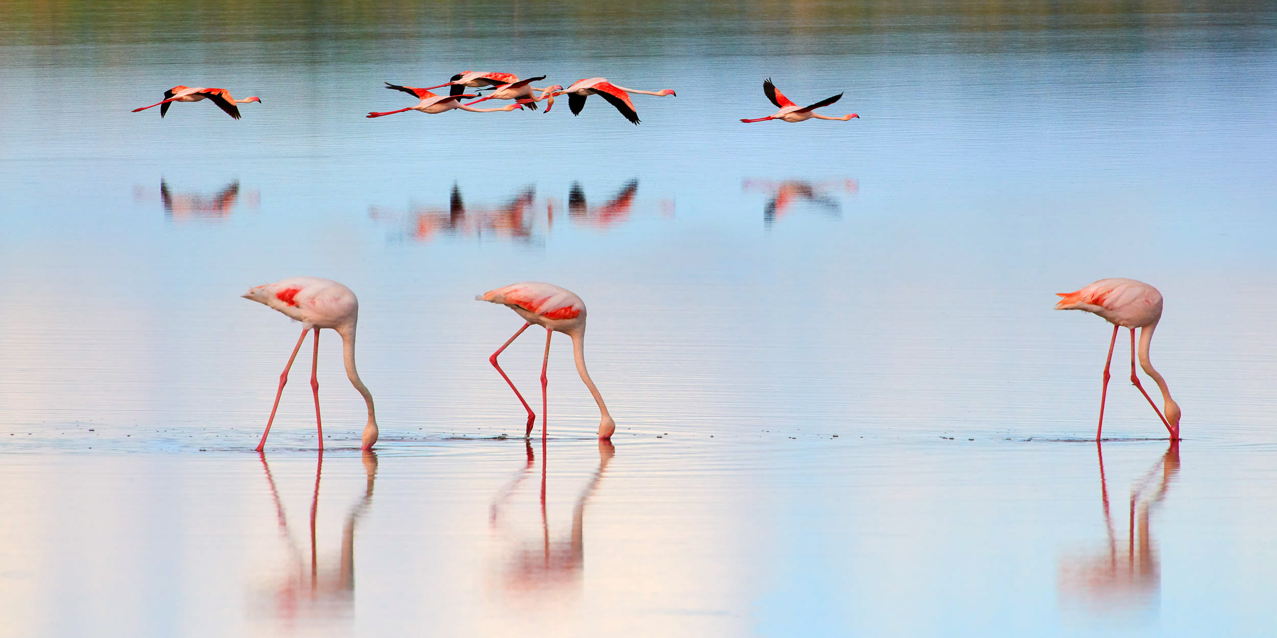 Flamingo Twilight