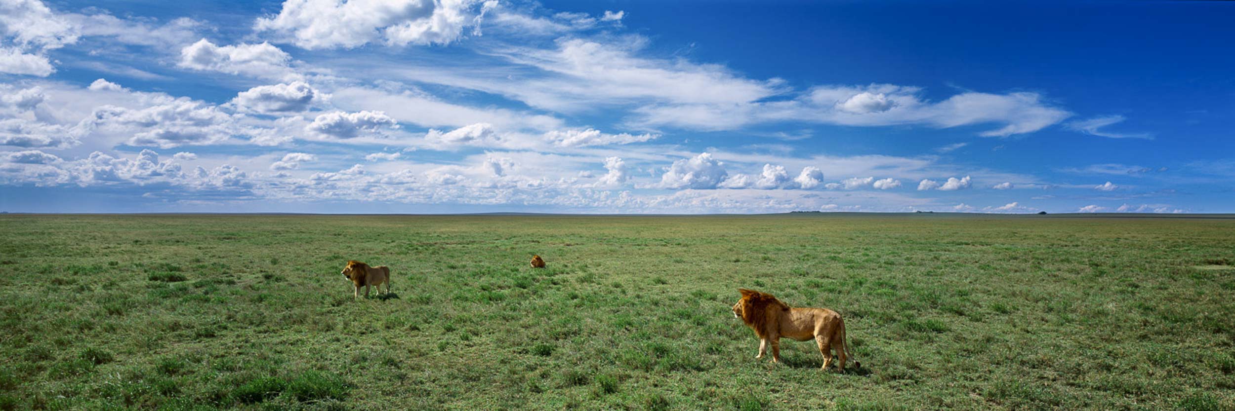 Kings Of The Serengeti