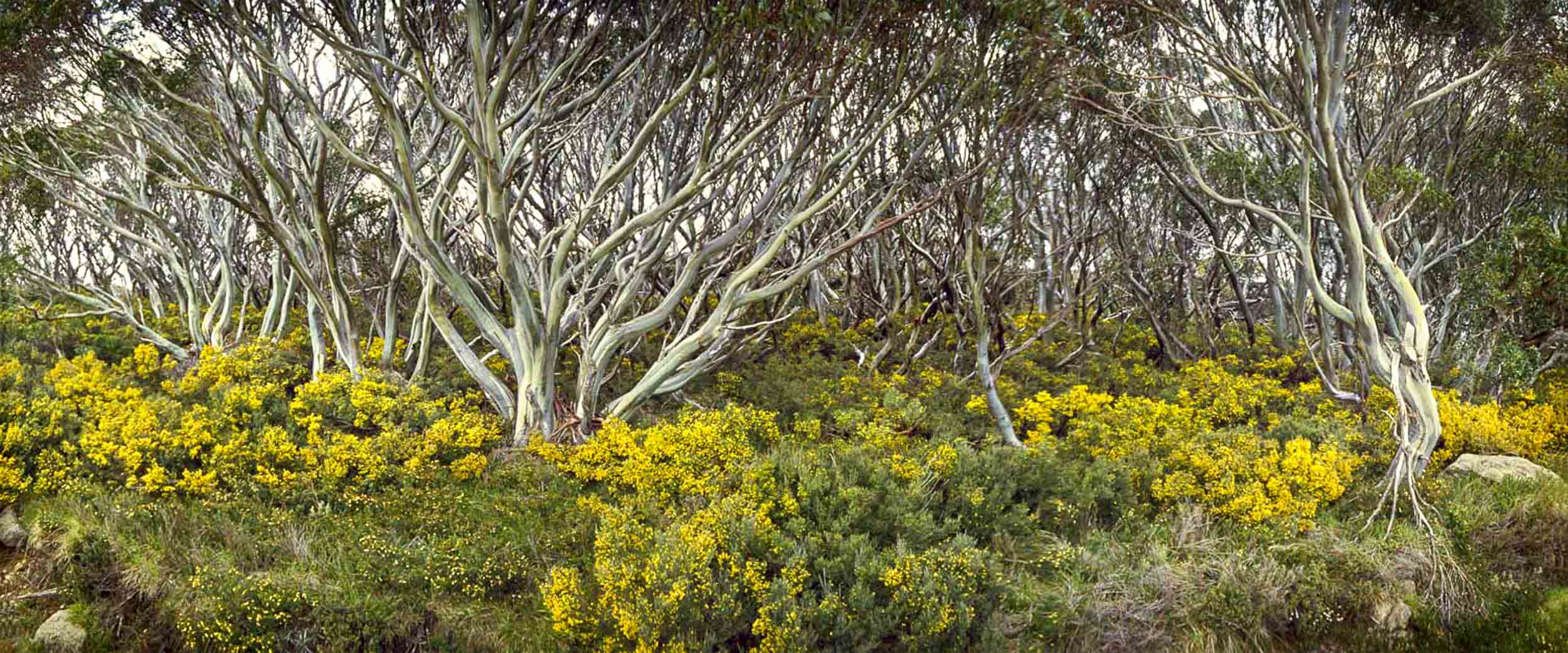 Snow Gums, Falls Creek, VIC