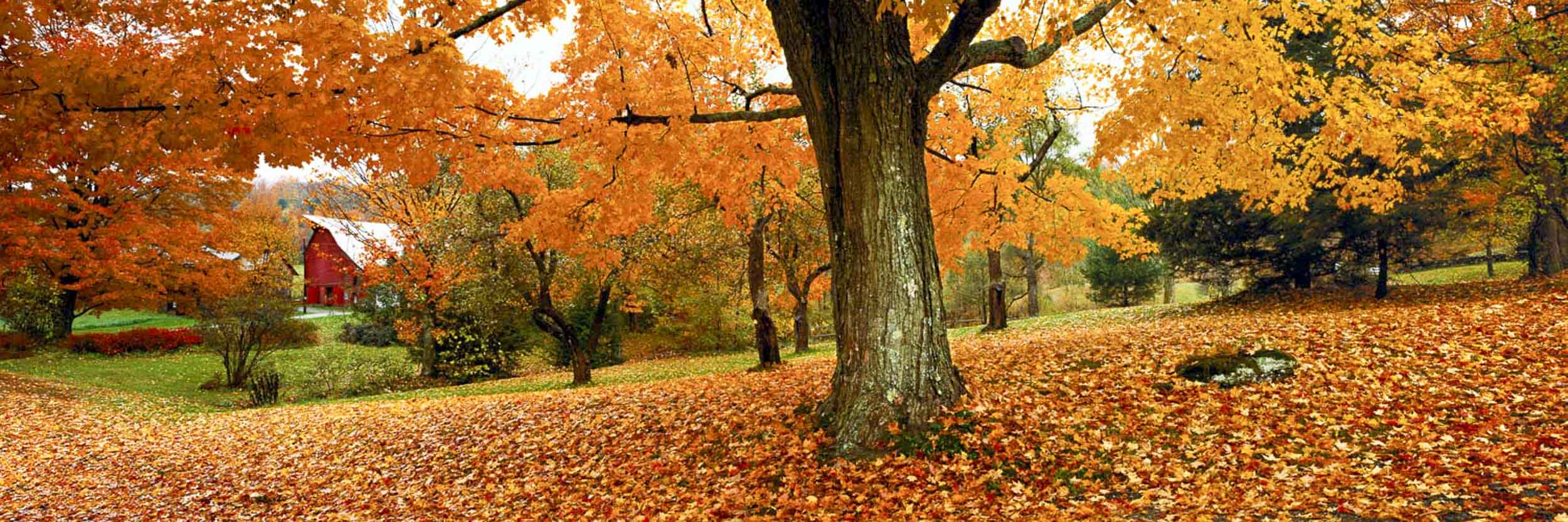 Shades of Autumn, Vermont