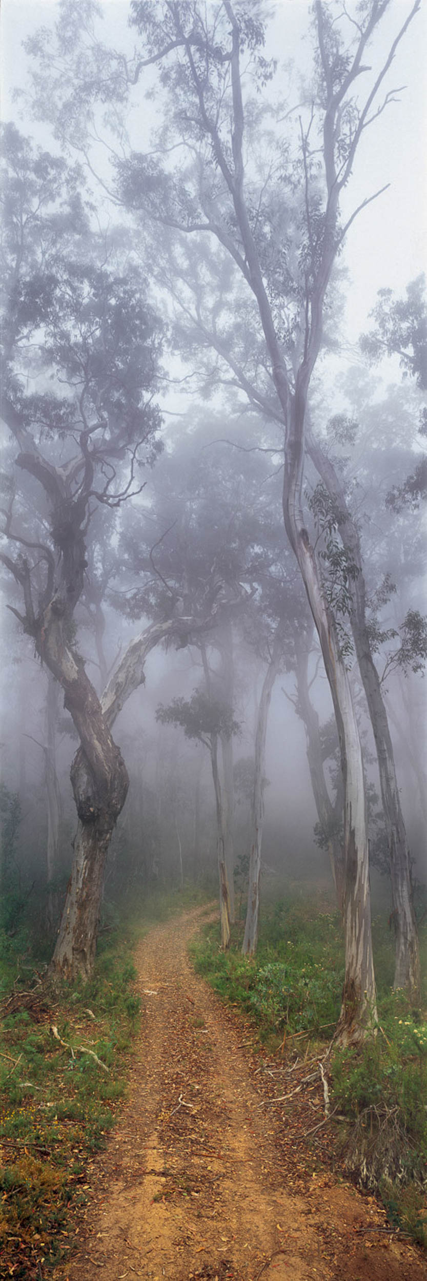 Forest Gateway, Vic