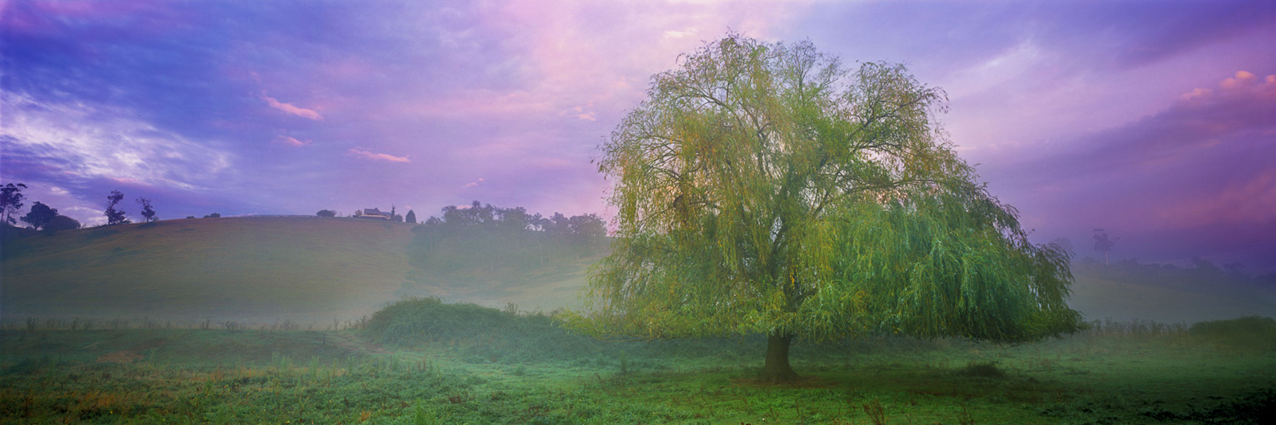 Weeping Willow, Yarra Valley, VIC