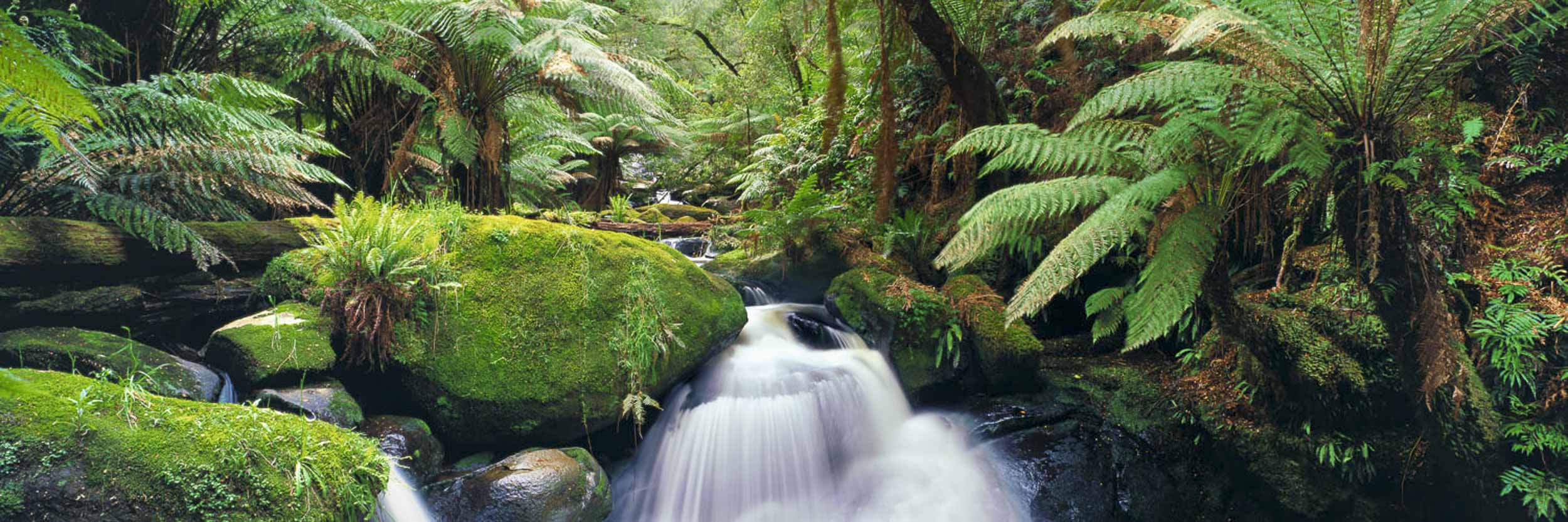 Fern Gully, Young Creek, Vic
