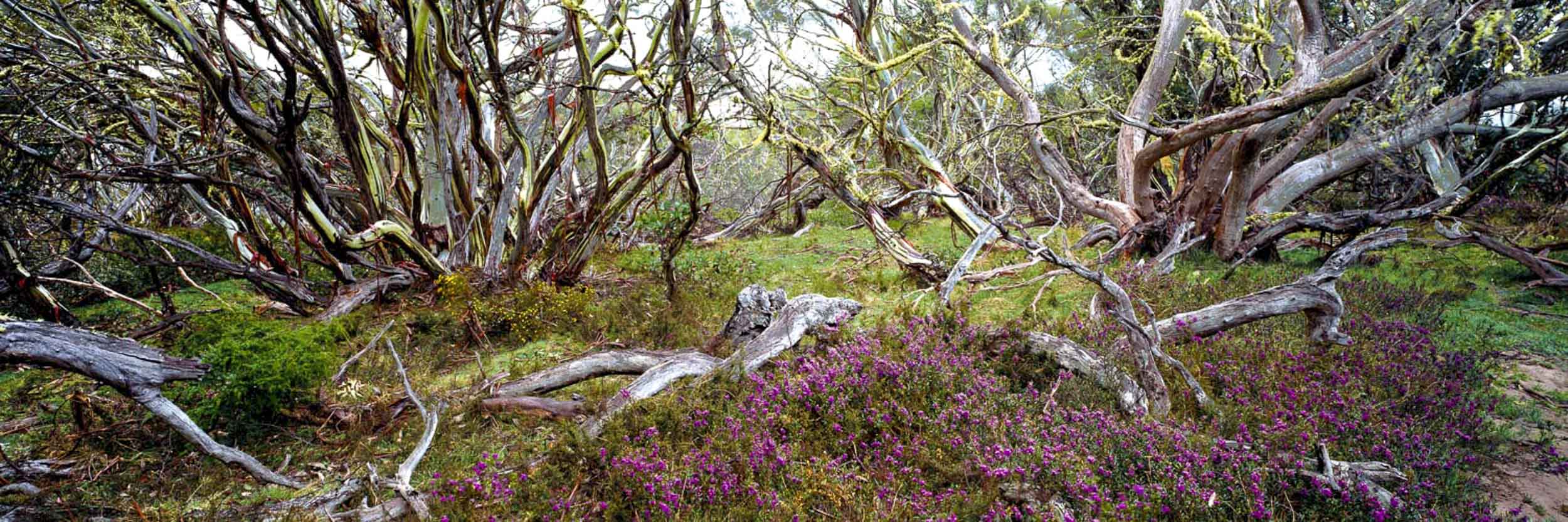 High Country, Alpine National Park, Vic