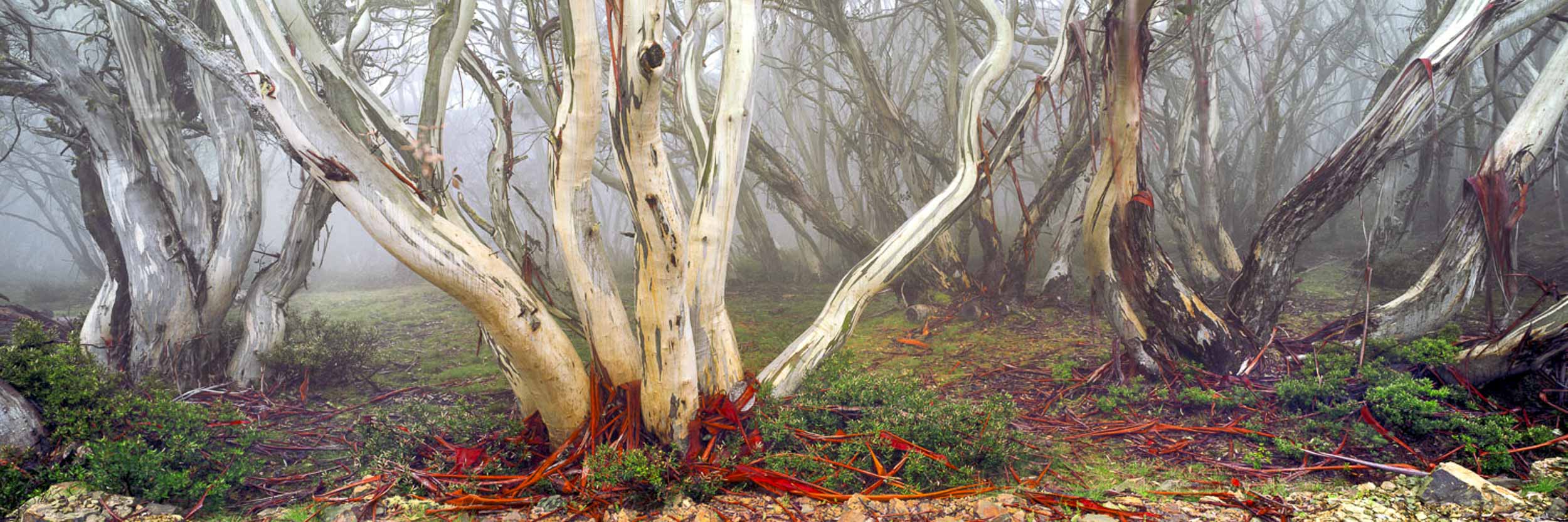 Snowy River Country, VIC