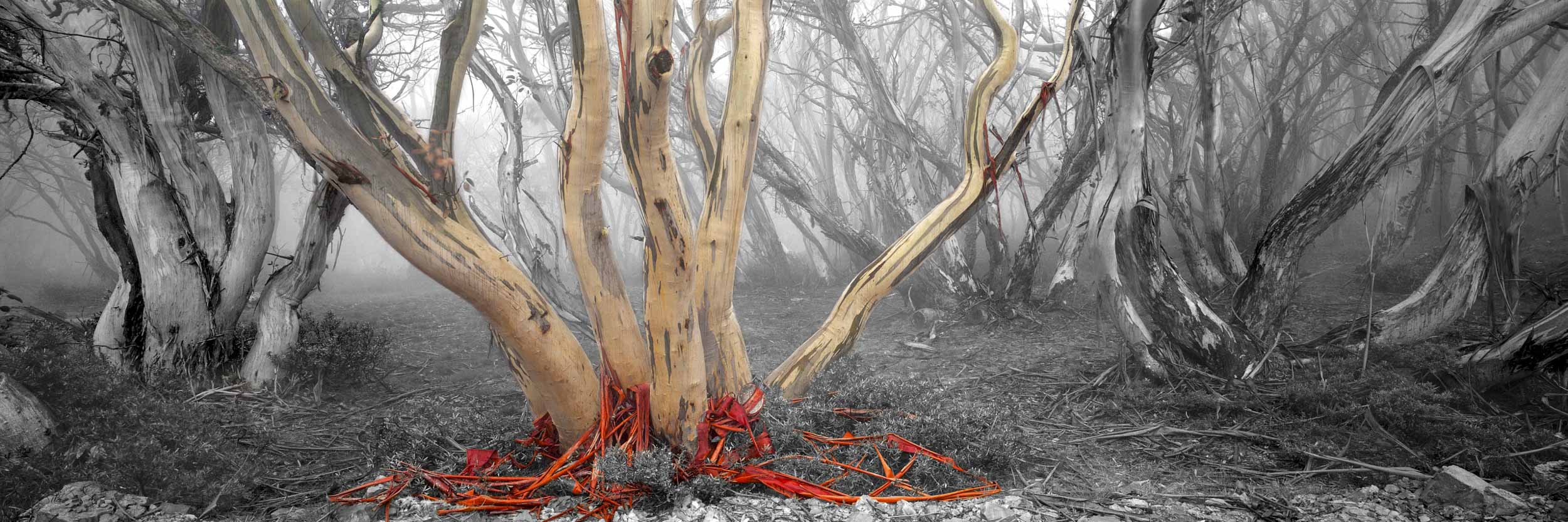 Snowy River Gums, VIC