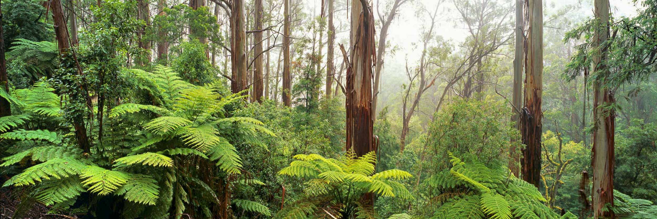 Misty Morning, Strzelecki Ranges, VIC