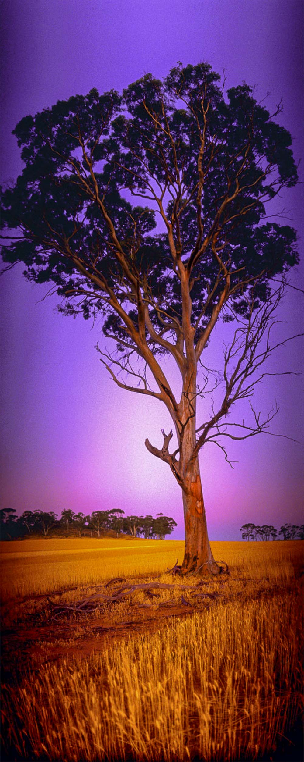 Salmon Gum, Goomalling, WA
