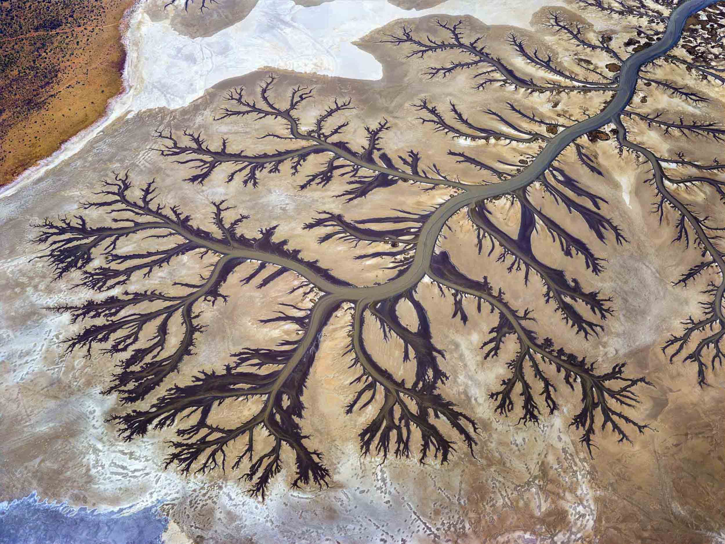 Tree of Life, Kimberley, WA