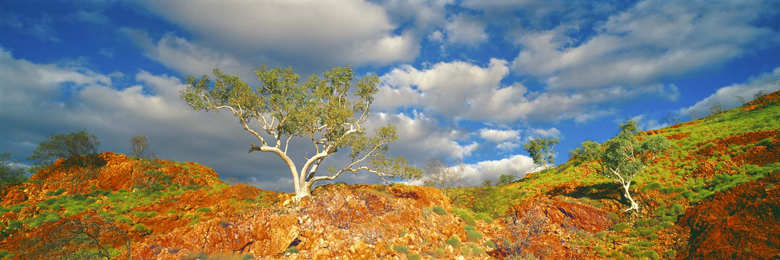 Snappy Gums, Marble Bar, WA