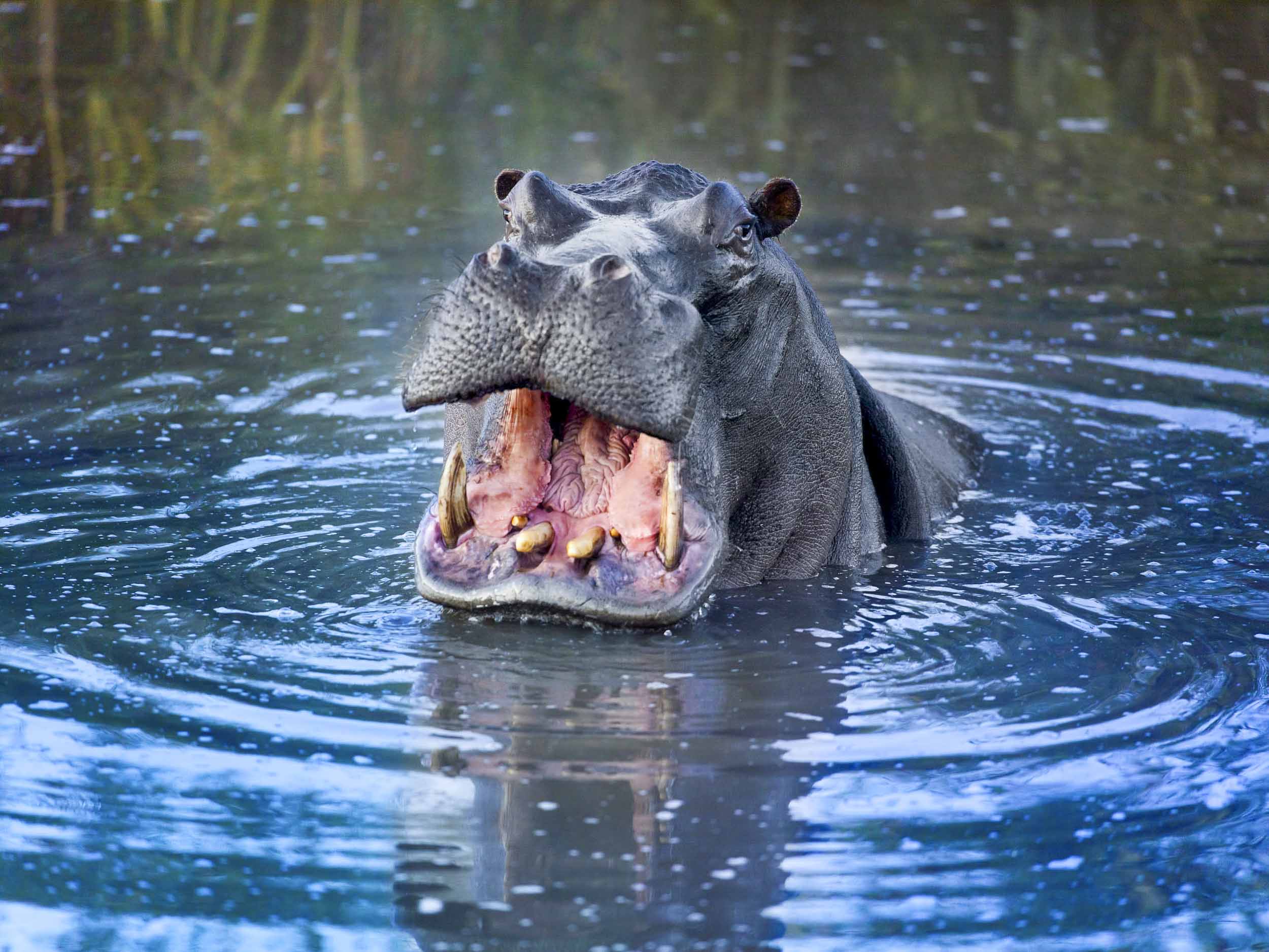 Hippo Territory