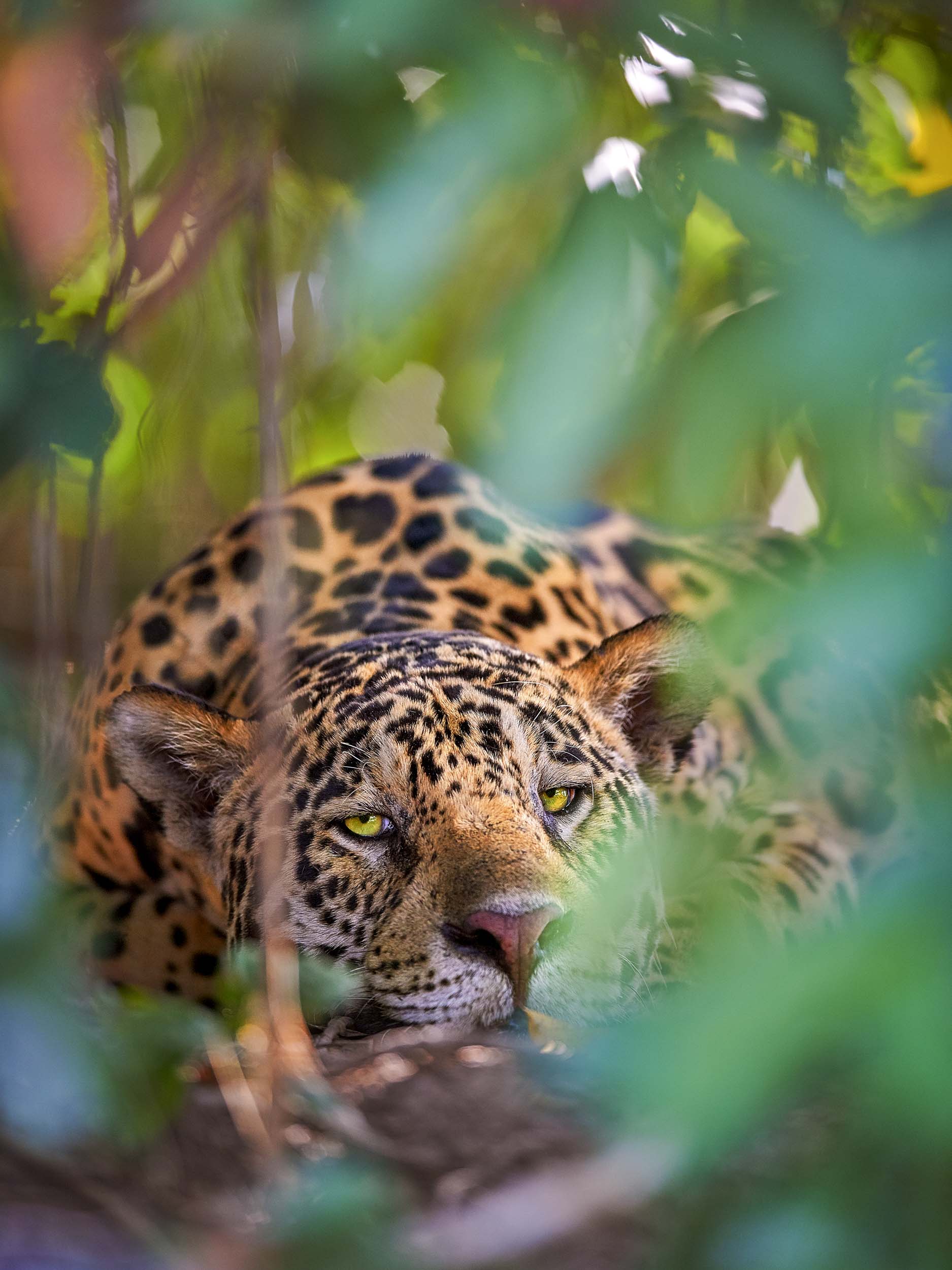 I See You!