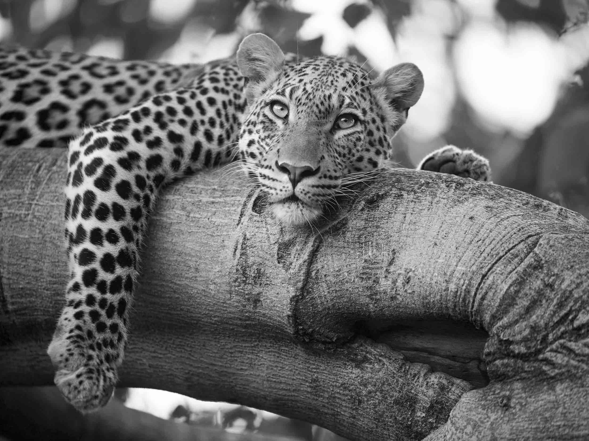 Eyes of Africa #2