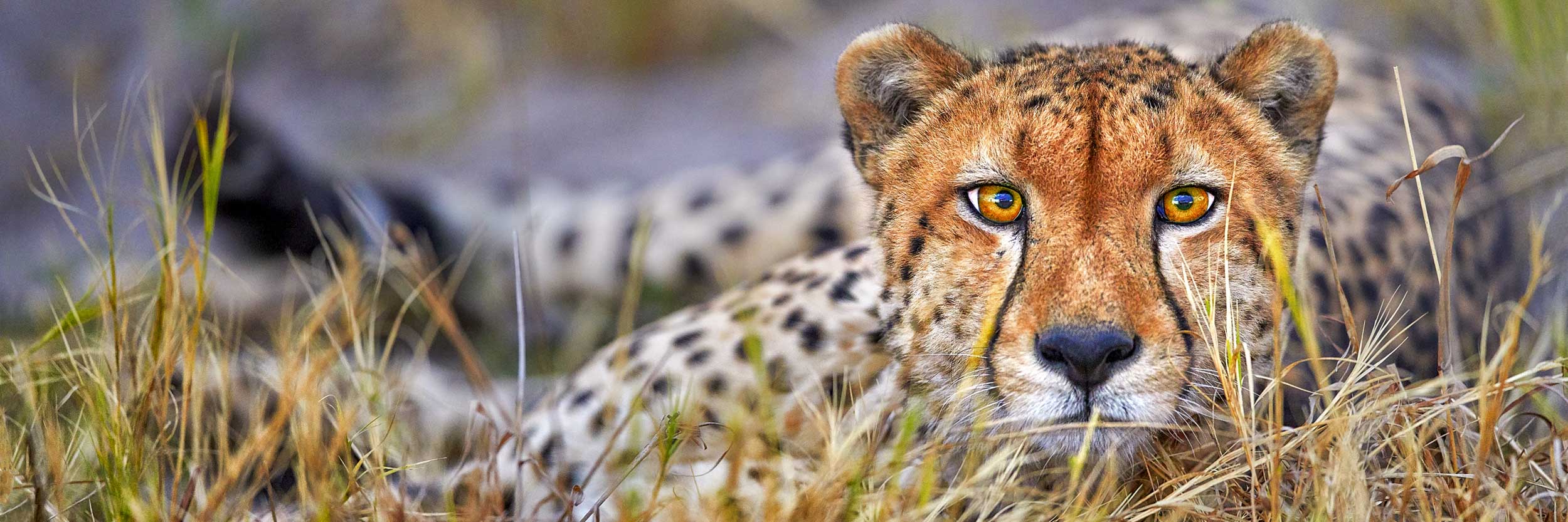 Intensity