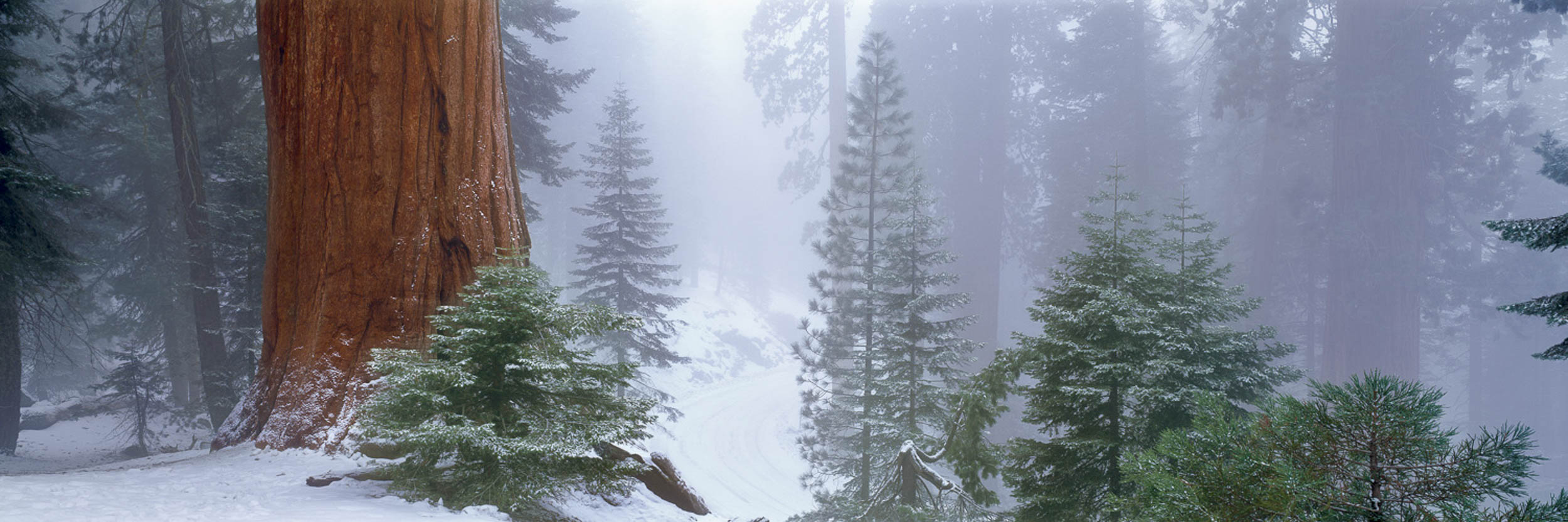 Ancient Forest, CA