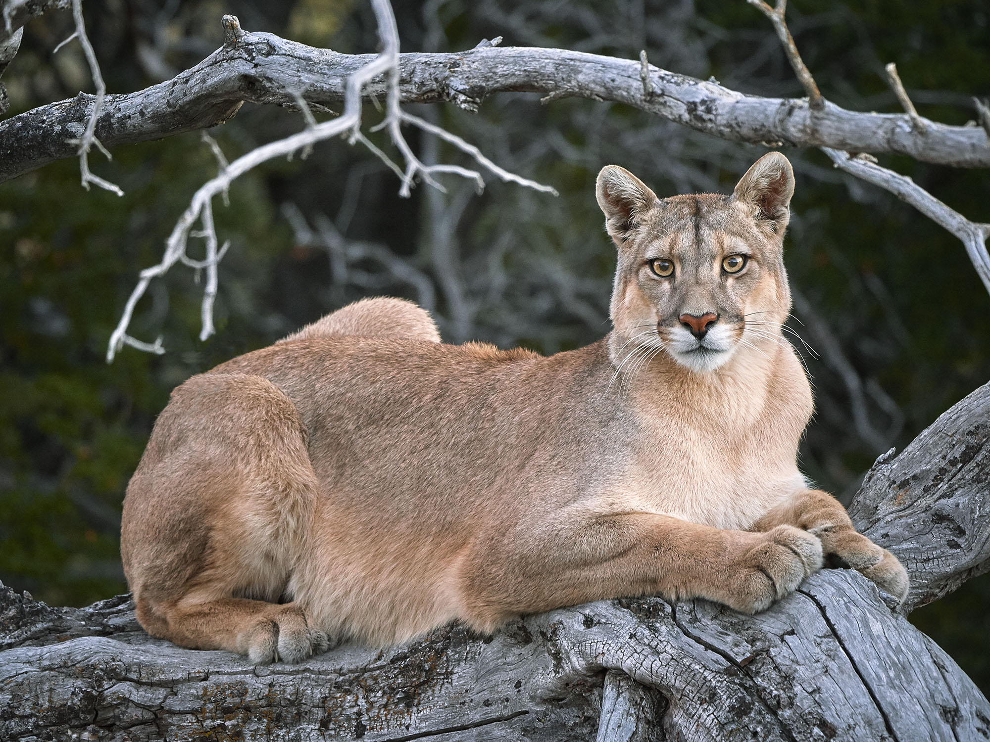 Puma, Patagonia