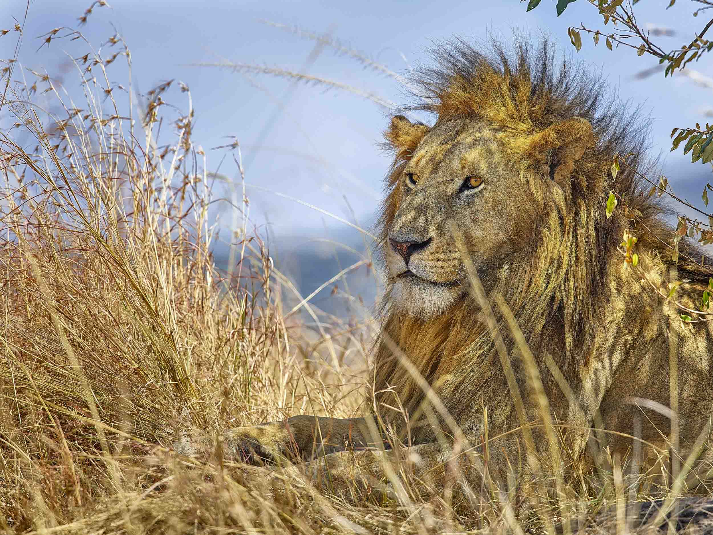 Regal Vigilance