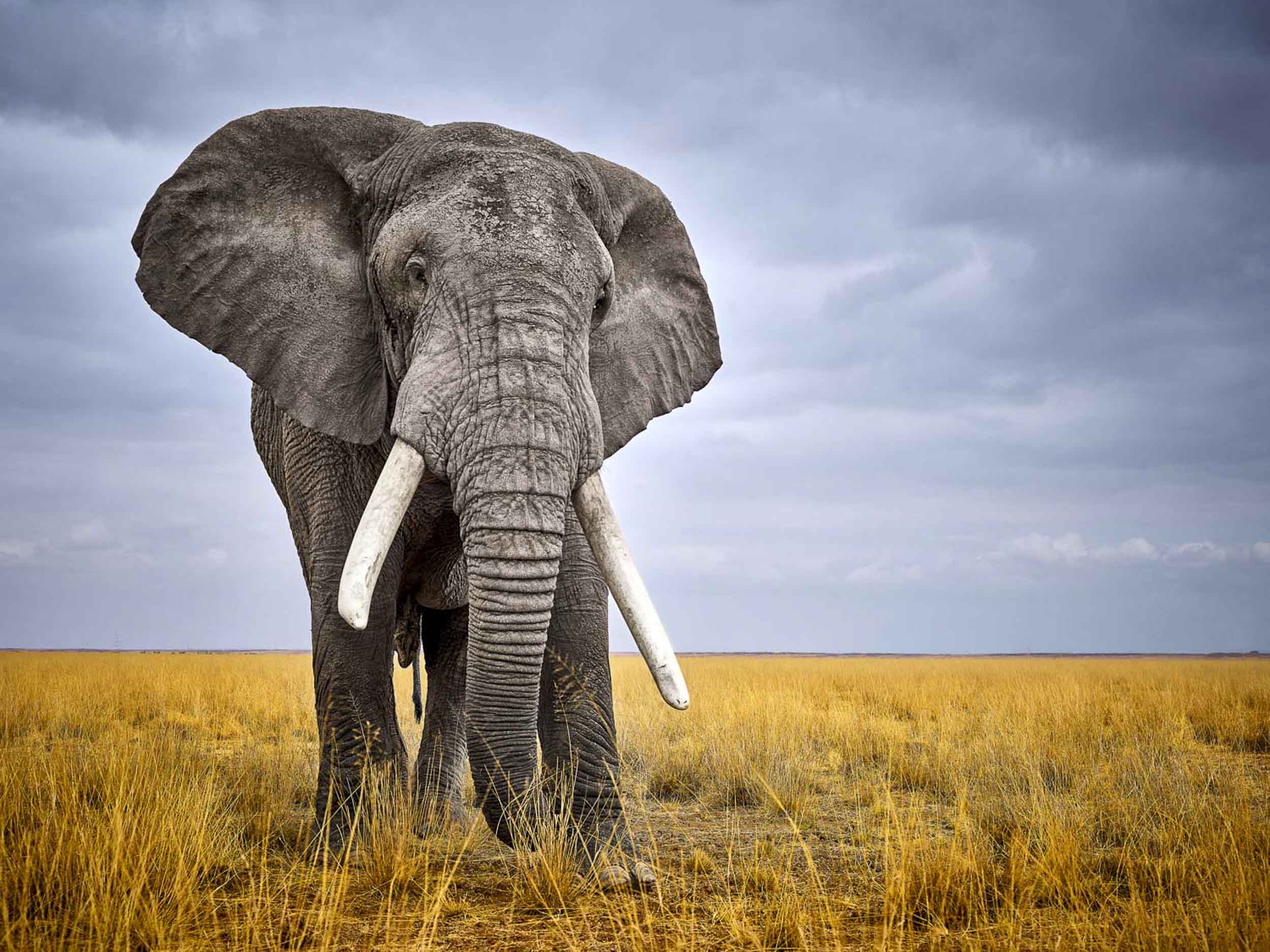 Gentle Giant